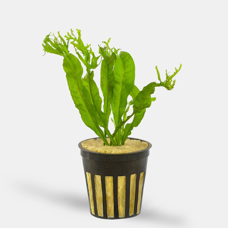 Java Fern