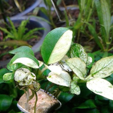 AltmuX - Elevate Your Aquarium Kingdom