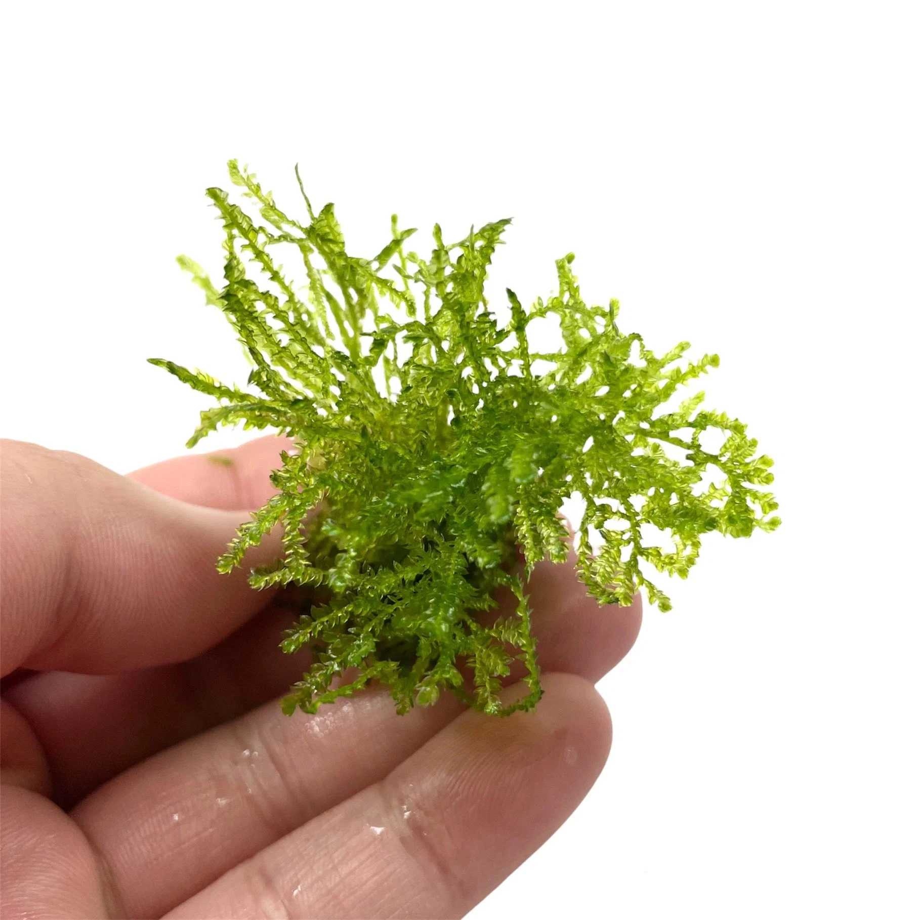 Spiky Aquatic Moss