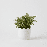 Terrarium