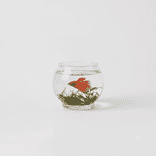Live Fish