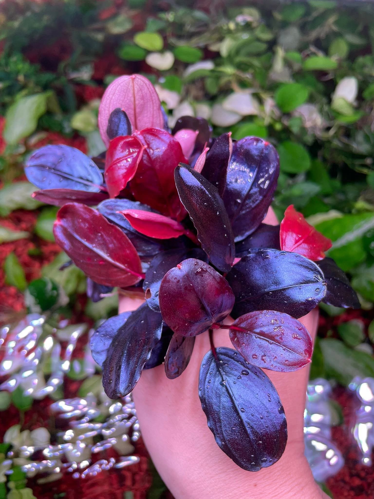 Violet Blossom