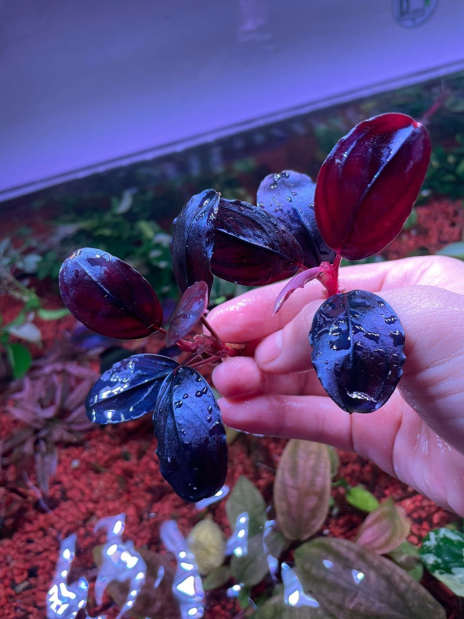 Violet Blossom