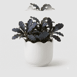 Bucephalandra